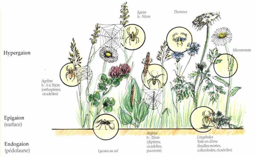 araignées - niches écologiques