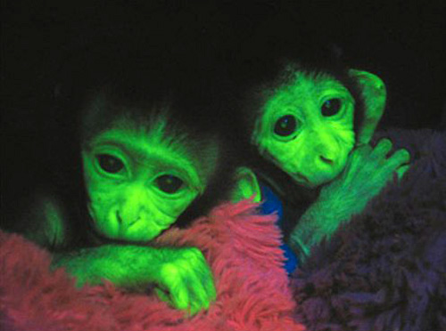 glowing monkeys