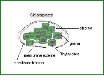 structure de la membrane thylakoïde